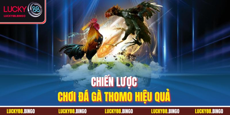 Chiến lược chơi đá gà Thomo hiệu quả 