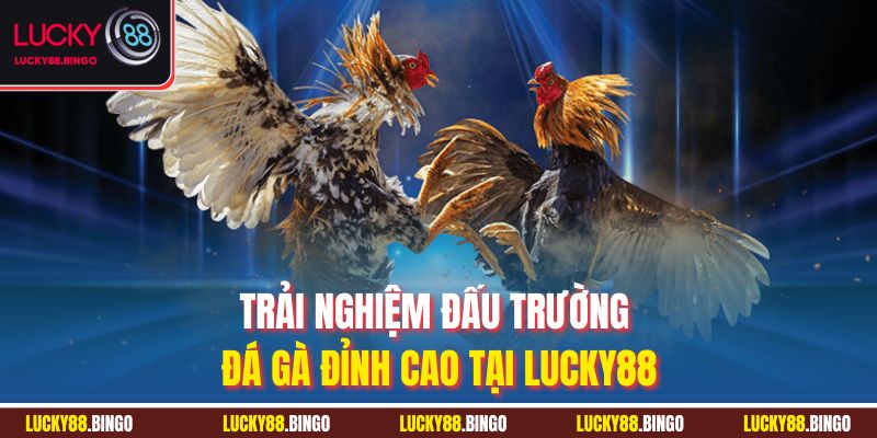 Trải nghiệm đấu trường đá gà đỉnh cao tại Lucky88